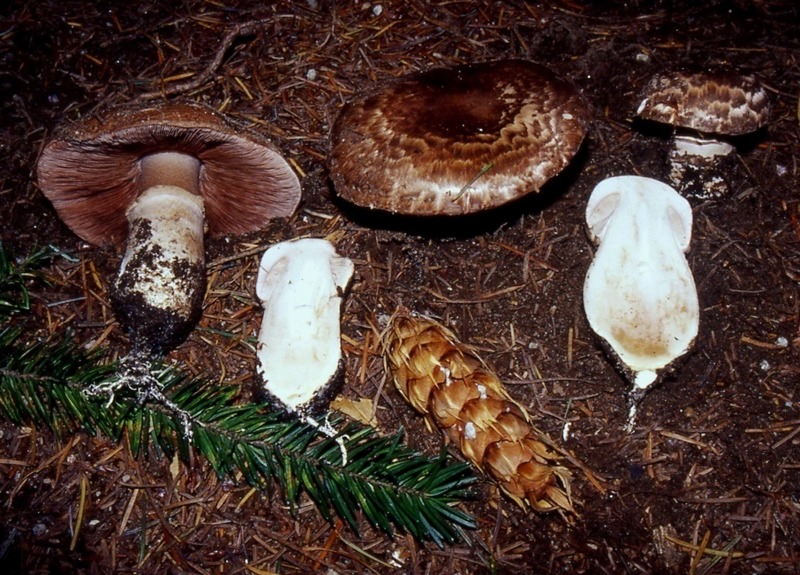 Agaricus
